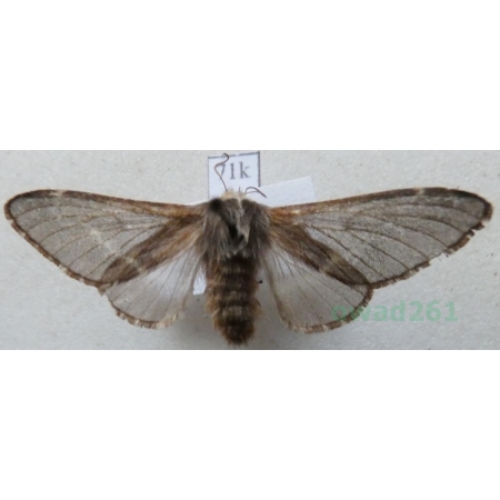 Poecilocampa populi (Linnaeus, 1758) female Barczatka osinówka Slovakia71k